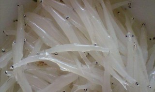 银鱼养殖技巧 银鱼养殖技巧简单介绍