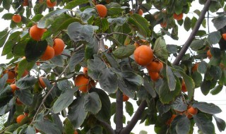 柿子树除虫治病方法 柿子树除虫治病方法简单介绍