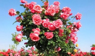 高杆月季花期的修剪方法 月季如何修剪