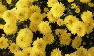 黄菊花代表什么意思 黄色菊花代表什么寓意