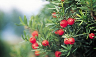 红豆杉茎泡水方法 红豆杉茎泡水做法如下