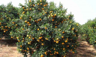 金钱桔栽种方法 金钱桔如何种植管理