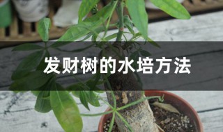 发财树水养技巧 发财树的水培方法介绍