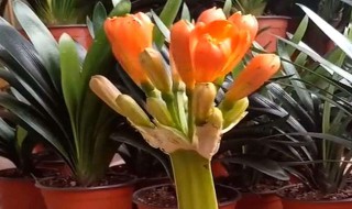 彩色君子兰养护方法 彩色君子兰注意怎样养好