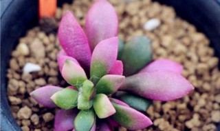 松锦多肉的种植方法 松锦多肉的养殖技巧