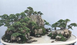 小叶冬青盆景制作方法 小叶冬青盆景养殖方法