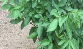 潮汕抹草的种植方法 抹草的种植方法小结