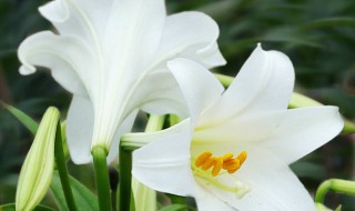 送朋友什么花代表友谊 代表友谊的3种花介绍