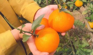 果冻橙和橙子的区别是什么 果冻橙和橙子的区别介绍