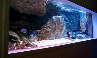 养金丝鱼技巧 养金丝鱼技巧有什么