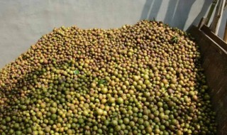 茶籽烘干技巧 茶籽烘干步骤如下