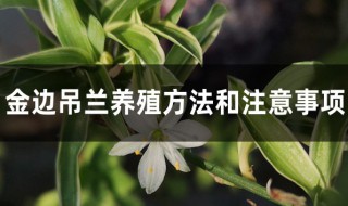 金边吊兰养护方法 金边吊兰养殖方法和注意事项