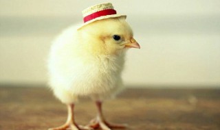 小鸡保温技巧 小鸡保温技巧介绍