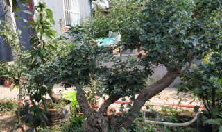 葡萄老桩盆景制作方法 怎么用葡萄老桩做盆景