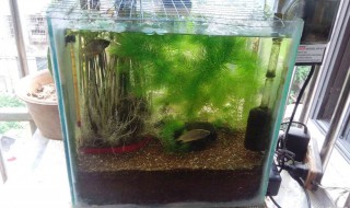 斗鱼缸制作教程 斗鱼缸制作过程