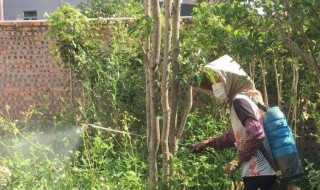 勒竹盆景的种植方法 怎么种植勒竹盆景