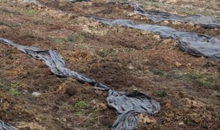 蚯蚓土的正确使用方法 使用蚯蚓土的窍门