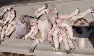 羊头去毛最快方法 羊头去毛的最佳方法