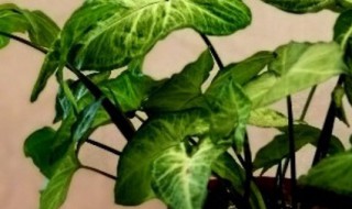 合果芋养护方法 怎么养殖合果芋