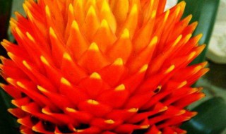 凤梨花的过冬方法 凤梨花如何过冬呢