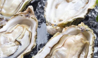 买回家的生蚝怎么保存 如何保存生蚝