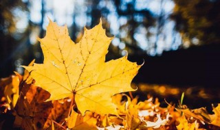 描写秋天表达情感句子 表达秋天情感的句子说说