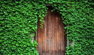 爬山虎的脚是怎样往上爬的 爬山虎怎么向上爬