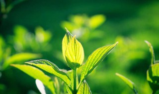 植物是怎样过冬的 植物过冬的方法