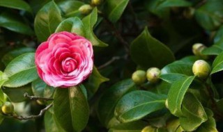 怎样让茶花重新长叶 茶花如何才能长出新叶子
