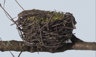 用树枝做简单鸟窝制作方法 用树枝做简单鸟窝制作方法有哪些