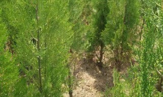 侧柏叶水培方法 侧柏叶水培的注意事项