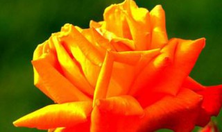 室外月季移栽方法 移栽月季的步骤