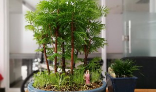 盆栽水杉的修剪时期与方法 盆栽水杉的修剪时期与方法是什么