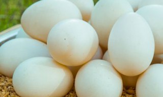 煮鸭蛋正确方法 怎么煮鸭蛋