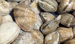 花蛤蒸饭教程 做花蛤蒸饭步骤