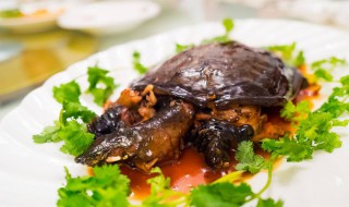 冰糖甲鱼教程 怎么做冰糖甲鱼