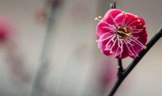 红梅的养护方法有哪些 怎么养殖红梅