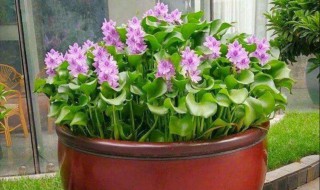 矮大花盆适合种什么花 种花的好处有哪些