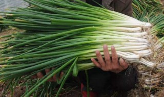 怎样种小葱 如何种小葱