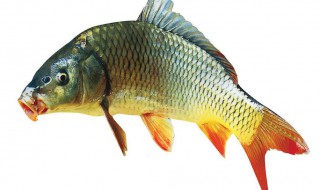 梦到抓到鱼是什么意思 梦到抓到鱼梦境解析