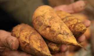 怎样找冬笋 寻找冬笋的方法