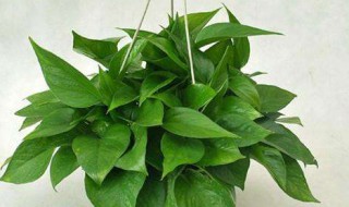 怎样扦插绿萝 杆插绿萝的方法