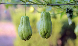 佛手瓜稼接方法 佛手瓜的嫁接方法介绍