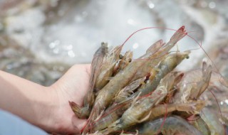 河虾怎么保存 存放虾的方法