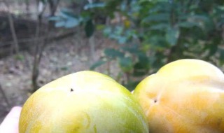 青柿子怎么保存时间长 储存柿子的方法