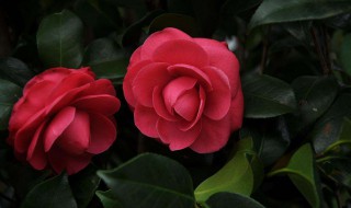 山茶传播种子的方法 山茶花内容介绍