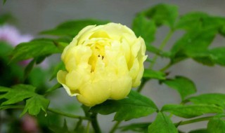 牡丹花代表什么意思 牡丹花花语介绍