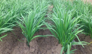 韮菜棚种植方法 大棚韭菜种植技术