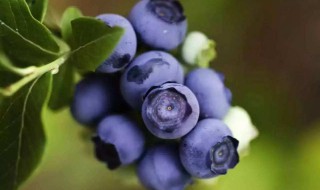 洗蓝莓的正确方法如下 如何正确的洗蓝莓