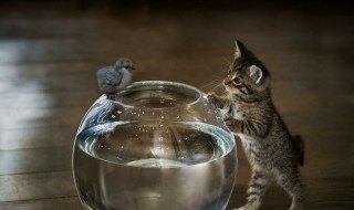 动物对人有哪些好处 跟动物相处好的益处介绍